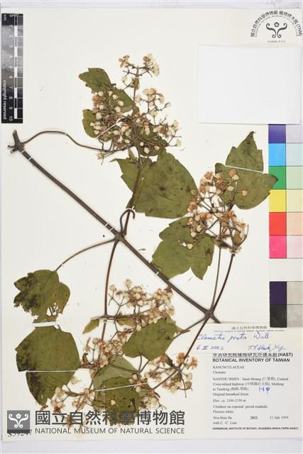 串鼻龍藏品圖，第1張