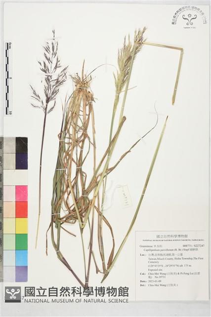 細柄草藏品圖，第1張