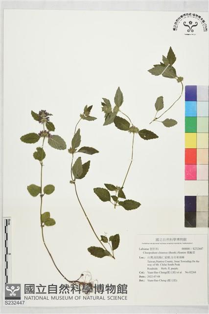 風輪菜藏品圖，第1張