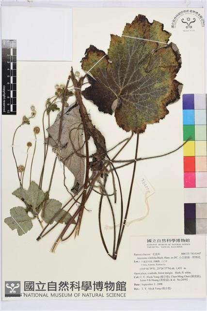 小白頭翁、野棉花藏品圖，第1張