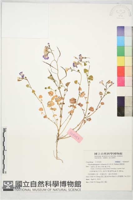 諸葛菜藏品圖，第1張