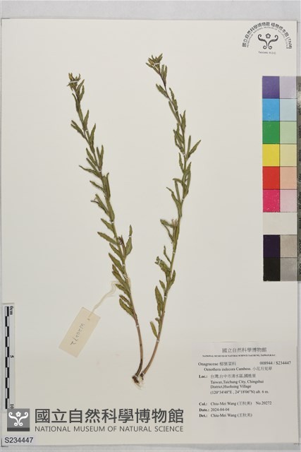 小花月見草藏品圖，第1張