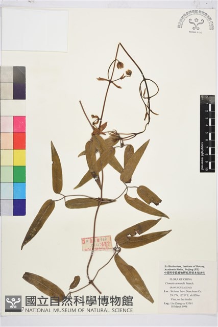 小木通藏品圖，第1張