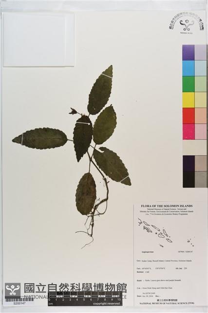 登錄號:S200147藏品圖，第1張