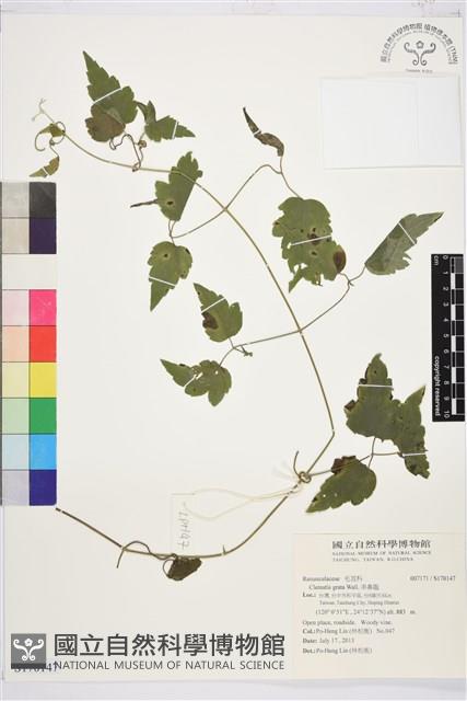 串鼻龍藏品圖，第1張