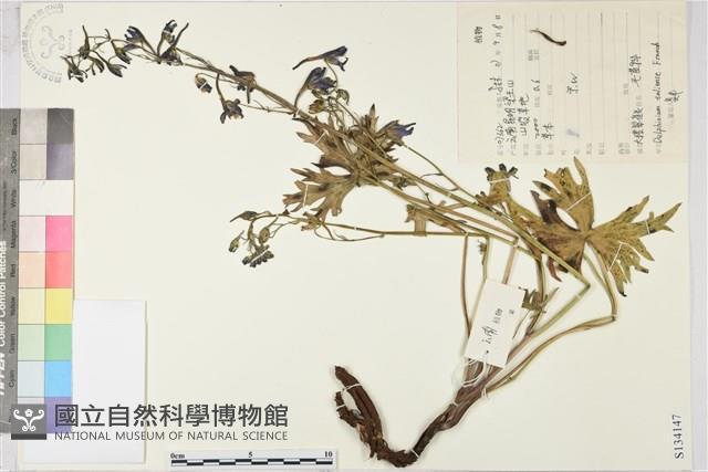 大理翠雀花藏品圖，第1張