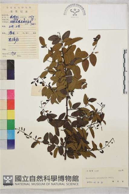 多葉勾兒茶藏品圖，第1張