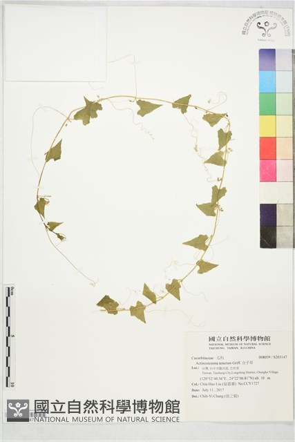 合子草藏品圖，第1張