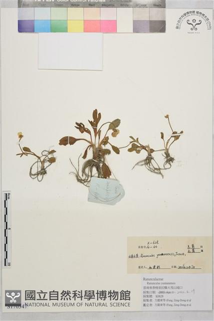 雲南毛茛藏品圖，第1張