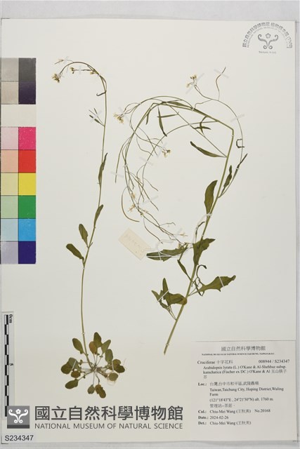 玉山筷子芥藏品圖，第1張