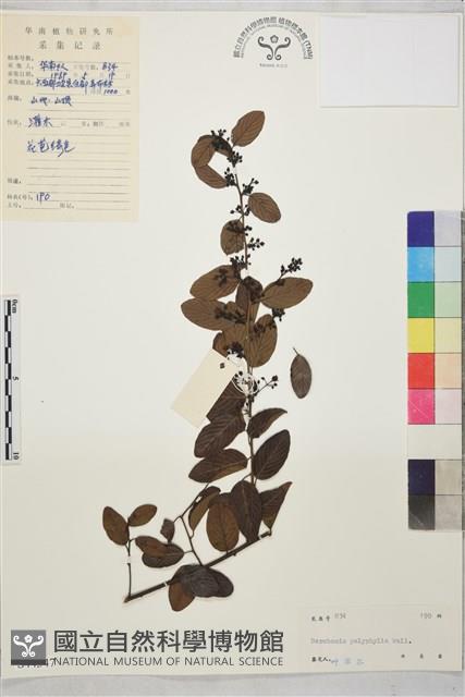 多葉勾兒茶藏品圖，第1張