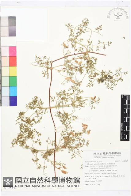 芹葉鐵線蓮藏品圖，第1張