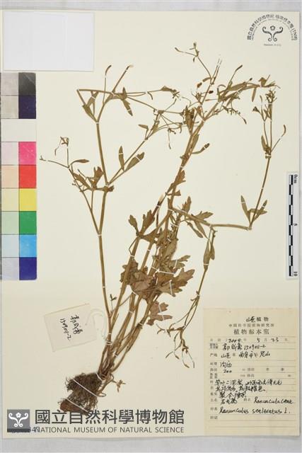 石龍芮藏品圖，第1張