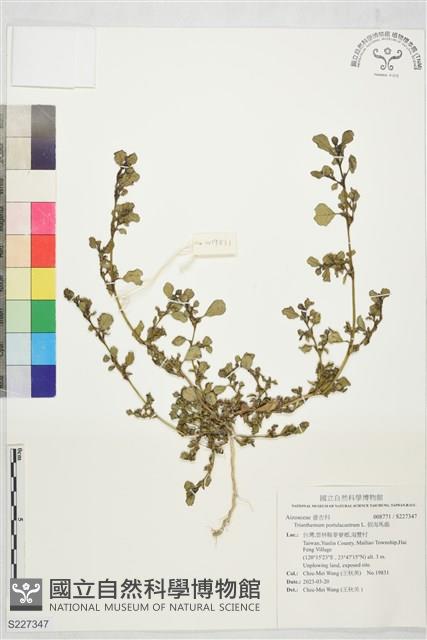 假海馬齒藏品圖，第1張