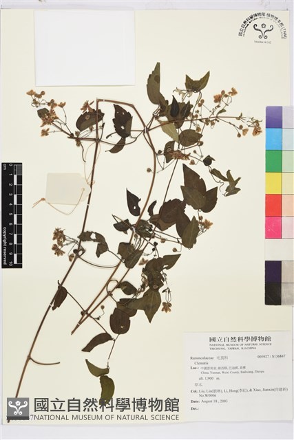 登錄號:S136847藏品圖，第1張