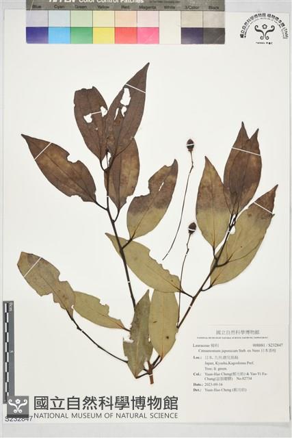 日本香桂藏品圖，第1張