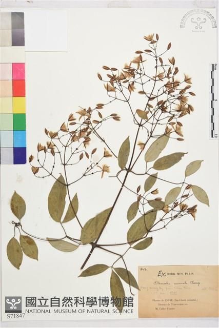 柱果鐵線蓮藏品圖，第2張