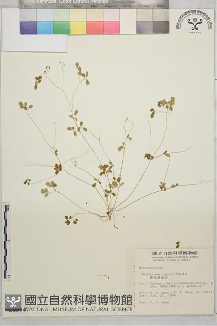 傅氏唐松草藏品圖，第1張