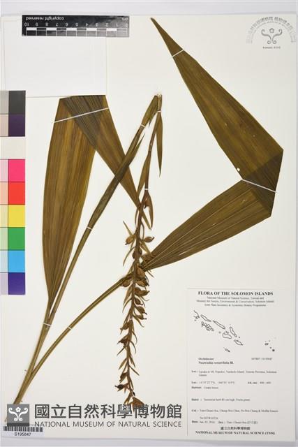 三蕊蘭藏品圖，第1張