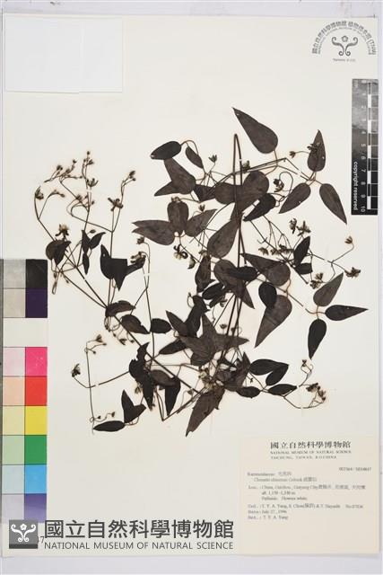 威靈仙藏品圖，第2張