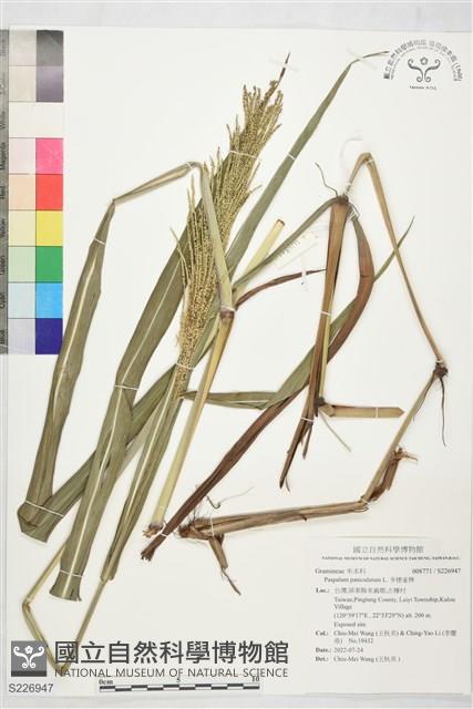 多穗雀稗藏品圖，第1張