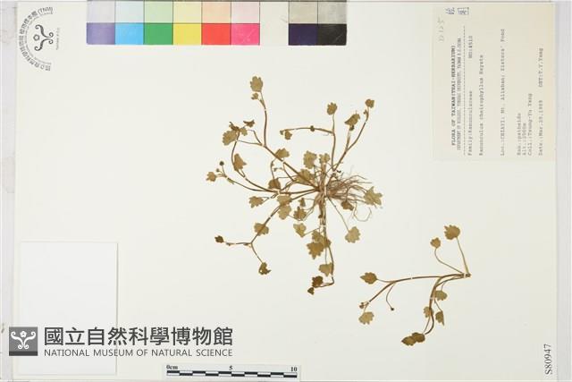 掌葉毛茛藏品圖，第1張