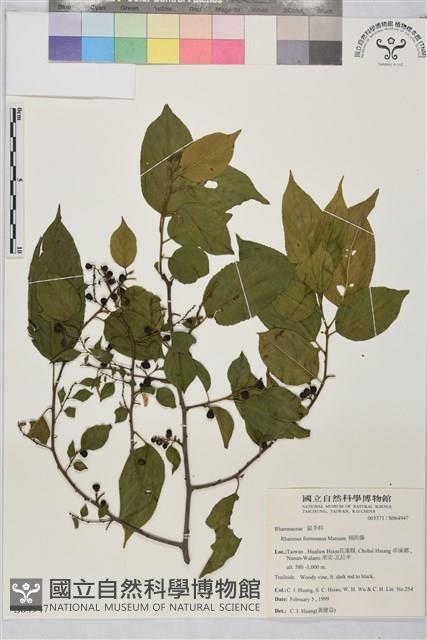 桶鉤藤藏品圖，第1張