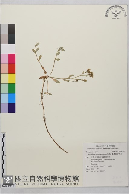 臺灣假黃鵪菜藏品圖，第1張