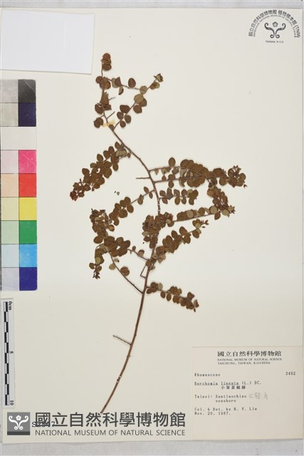 小葉黃鱔藤藏品圖，第2張