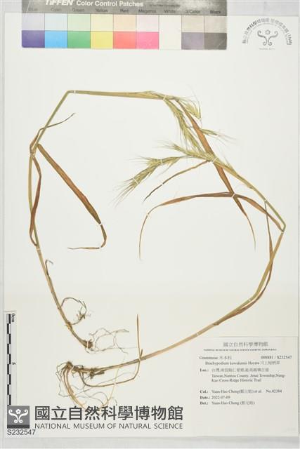 川上短柄草藏品圖，第1張