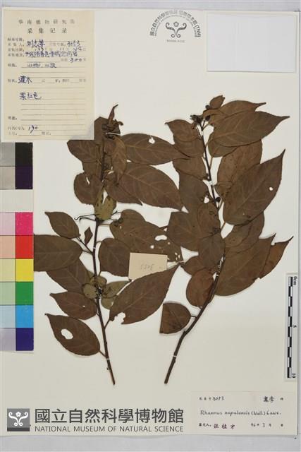 尼泊爾鼠李藏品圖，第1張