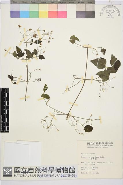 登錄號:S000547藏品圖，第2張