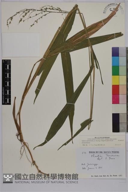 棕葉狗尾草藏品圖，第1張