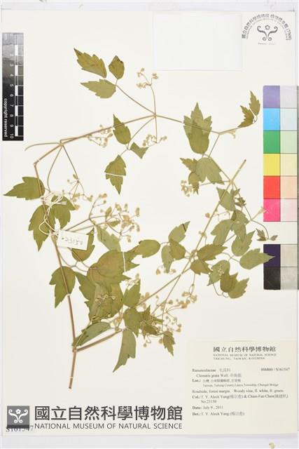 串鼻龍藏品圖，第1張