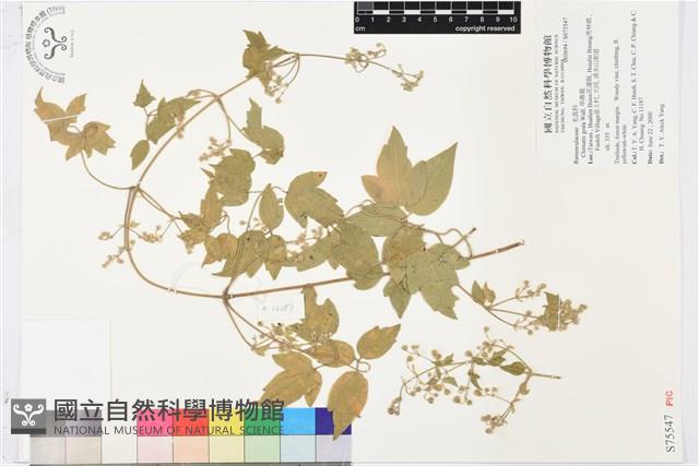 串鼻龍藏品圖，第1張