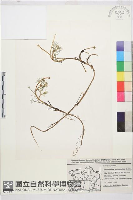 Accession Number:S077547 Collection Image