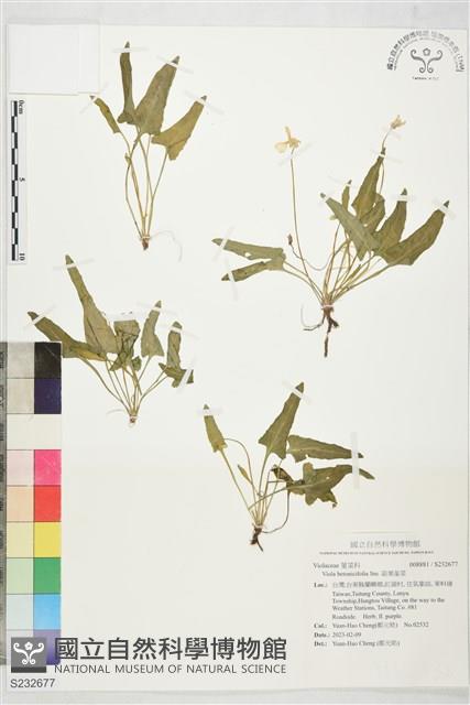 箭葉堇菜藏品圖，第1張