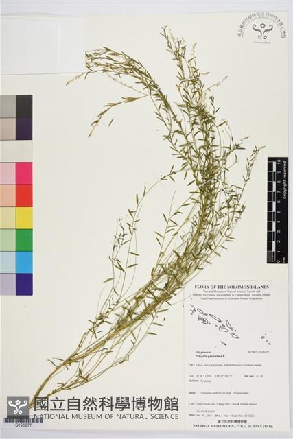 圓錐花遠志藏品圖，第1張