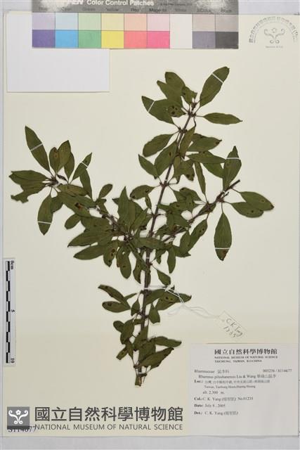 畢祿山鼠李藏品圖，第1張