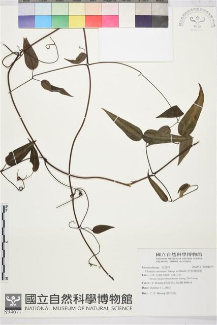 柱果鐵線蓮藏品圖，第2張