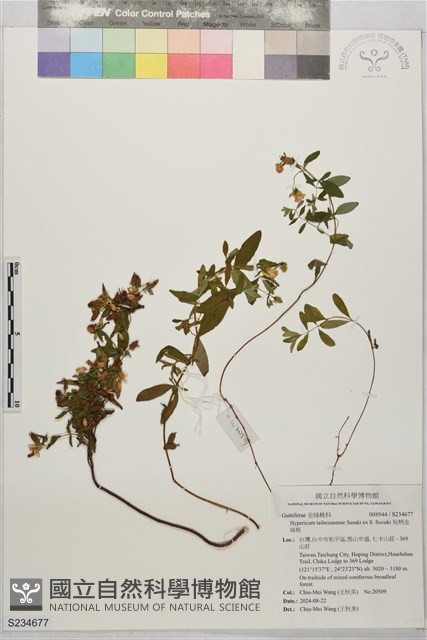短柄金絲桃藏品圖，第1張