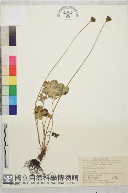 毛茛狀金蓮花藏品圖，第1張