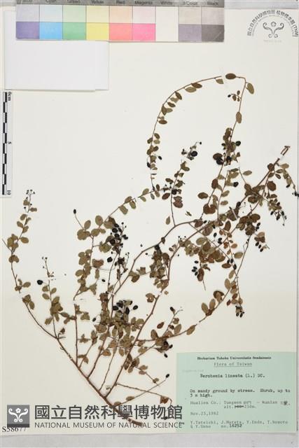 小葉黃鱔藤藏品圖，第2張