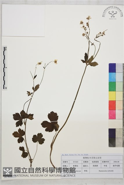辣子草、揚子毛茛藏品圖，第1張