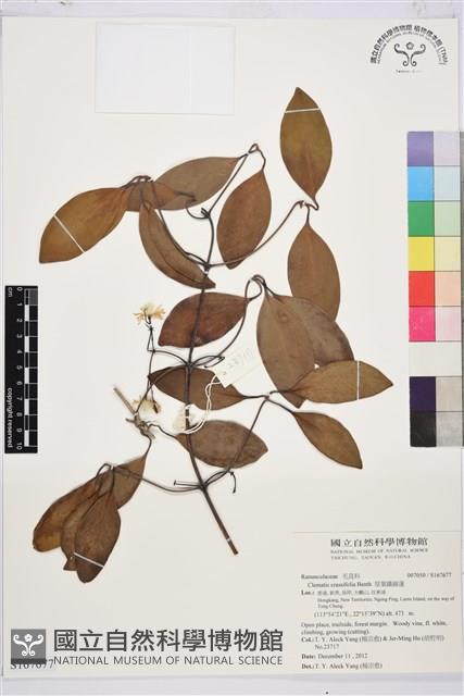 厚葉鐵線蓮藏品圖，第1張