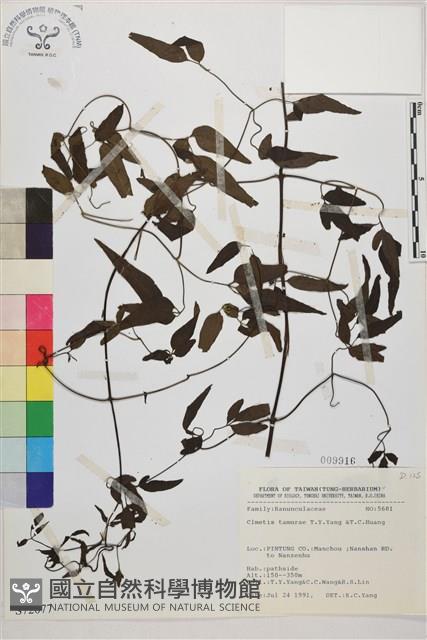 田村氏鐵線蓮藏品圖，第1張