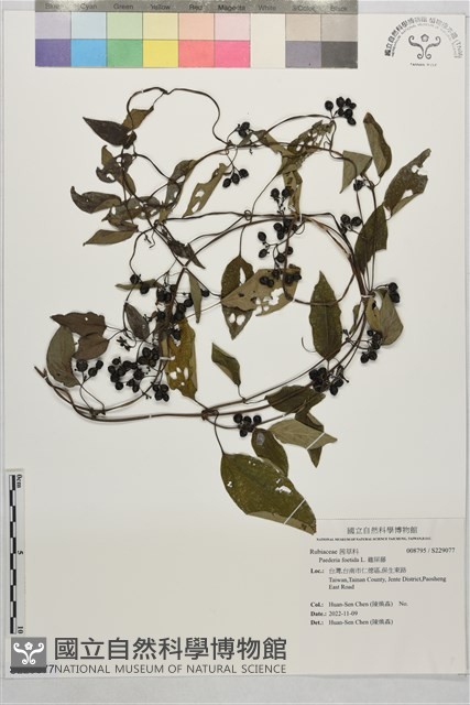 雞屎藤藏品圖，第1張