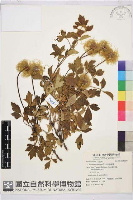 金毛鐵線蓮藏品圖，第1張