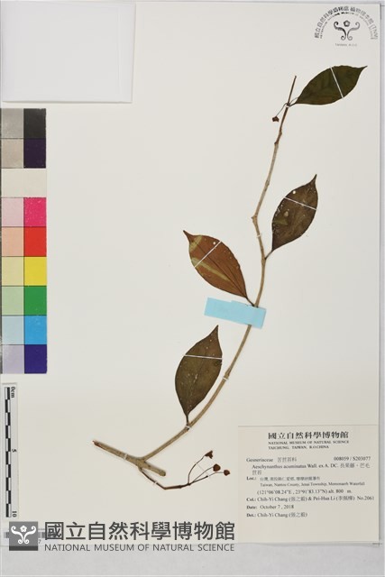 長果藤、芒毛苣苔藏品圖，第1張