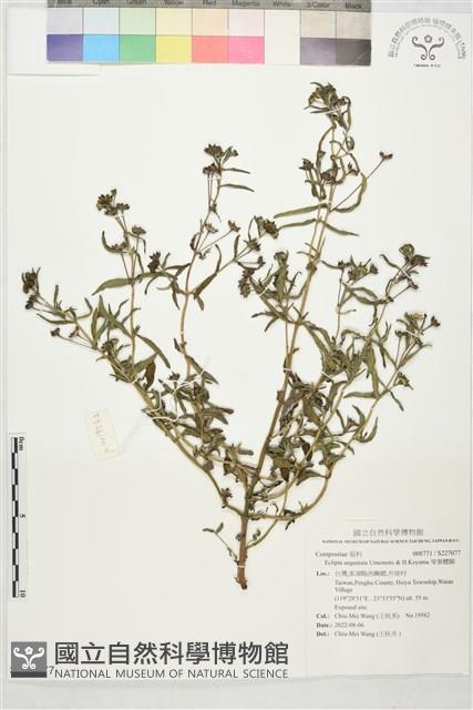 窄葉鱧腸藏品圖，第1張